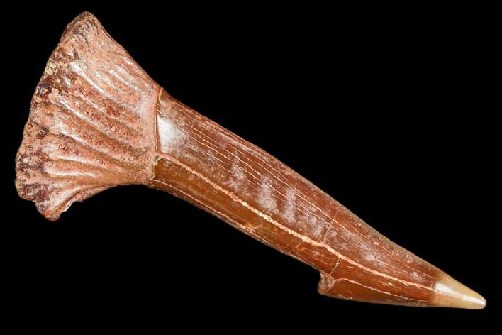 Fossil Sawfish (Onchopristis) Rostral Barb- Morocco #106466